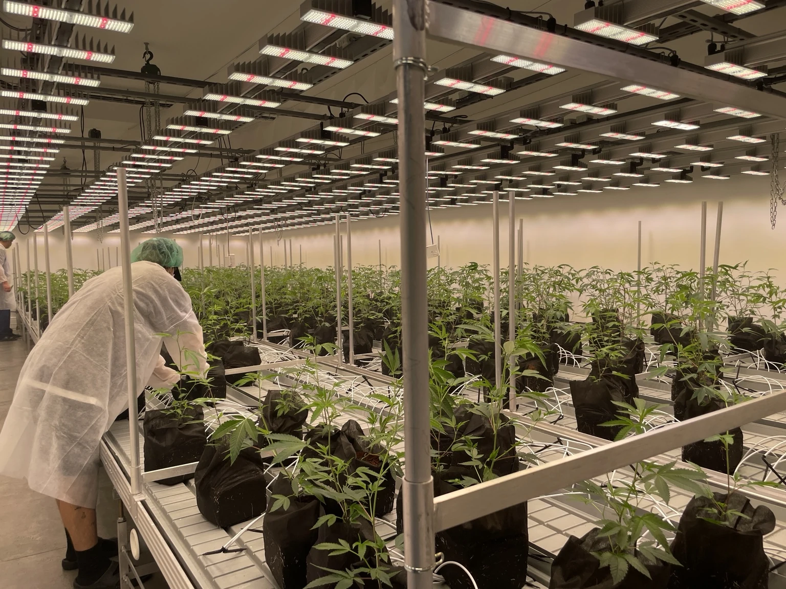 Große Indoor-Anlage mit LED-Beleuchtung und Pflanzen