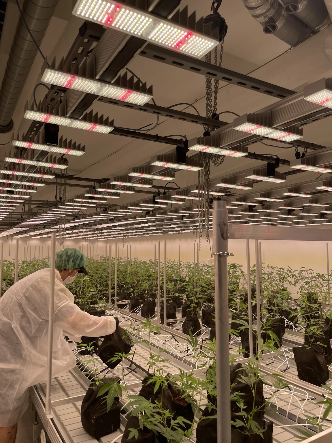 LED-Pflanzenbeleuchtung in einer Produktionsanlage